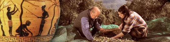 History Of Olive Oil